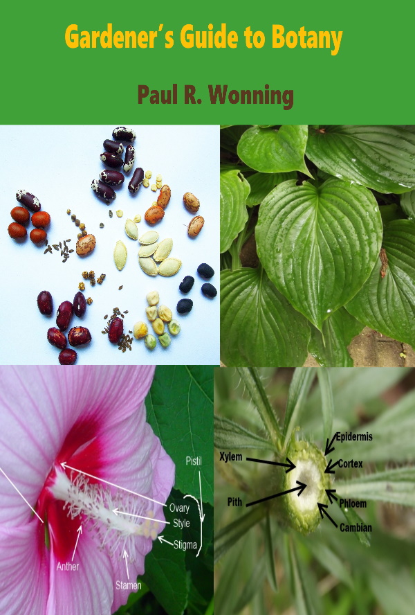 Sample Chapter - Formation and Structure of the Seed in Angiosperms