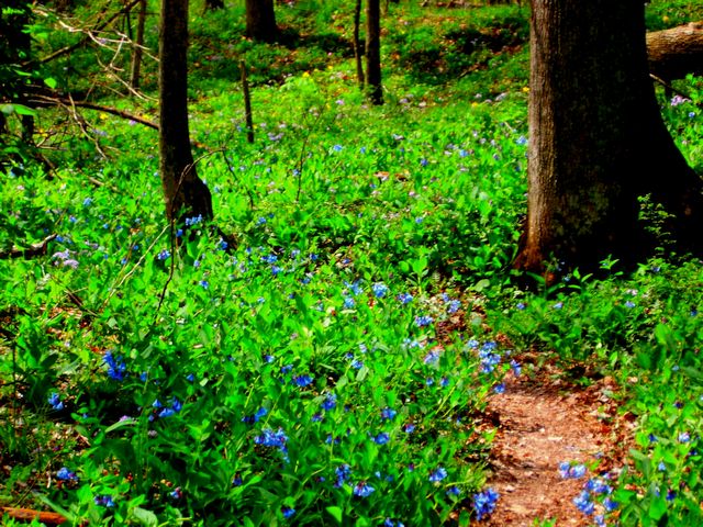 Calli Nature Preserve