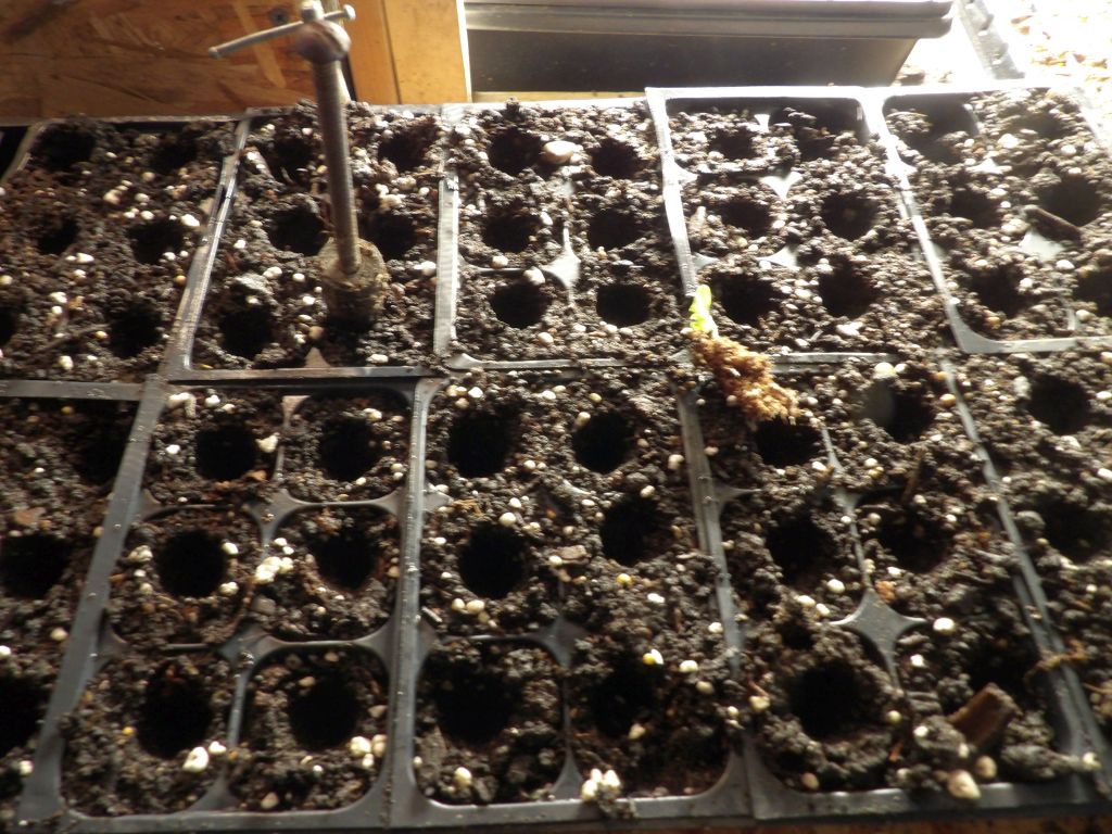 Transplanting the First Seedlings
