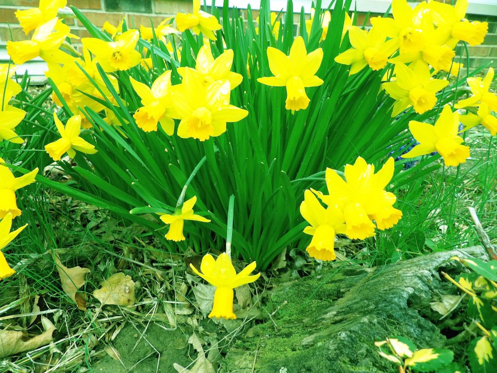 Daffodil or Narcissus