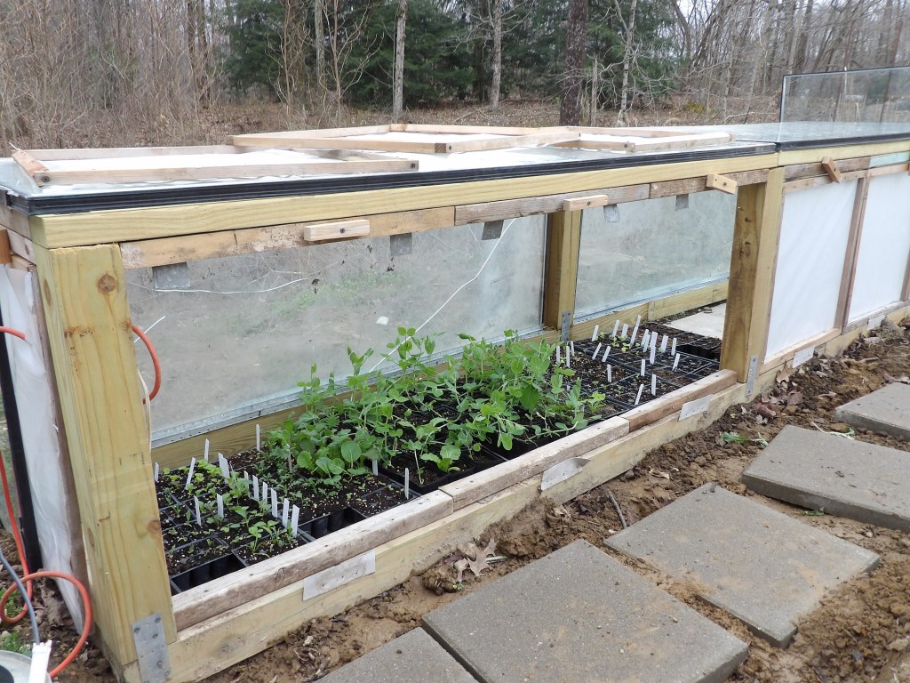 Plants in the Hotbed