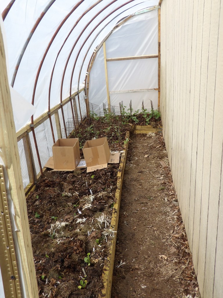 Crops in Greenhouse