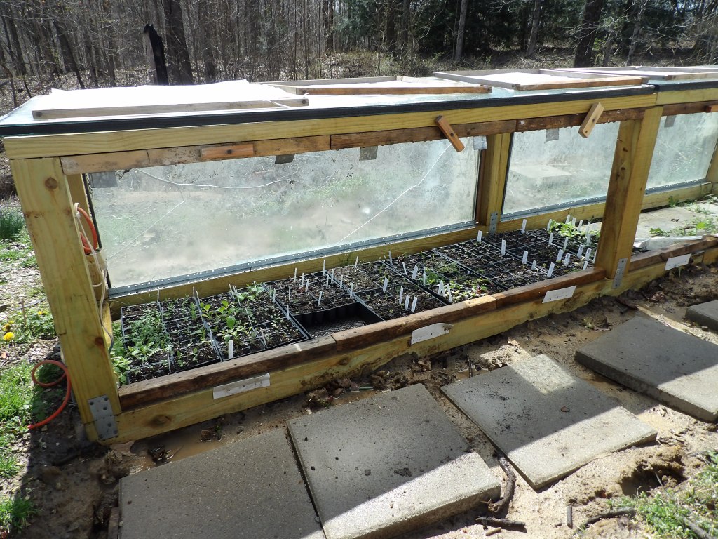 Seedlings in the Hot Bed