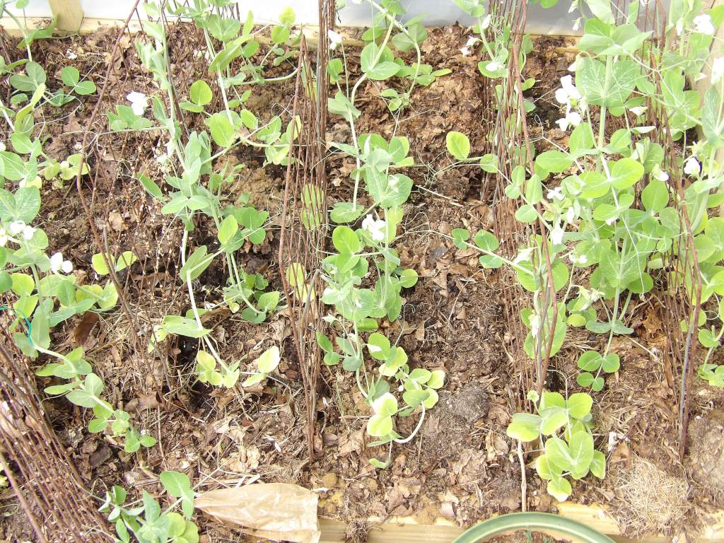Snow Peas Blooming
