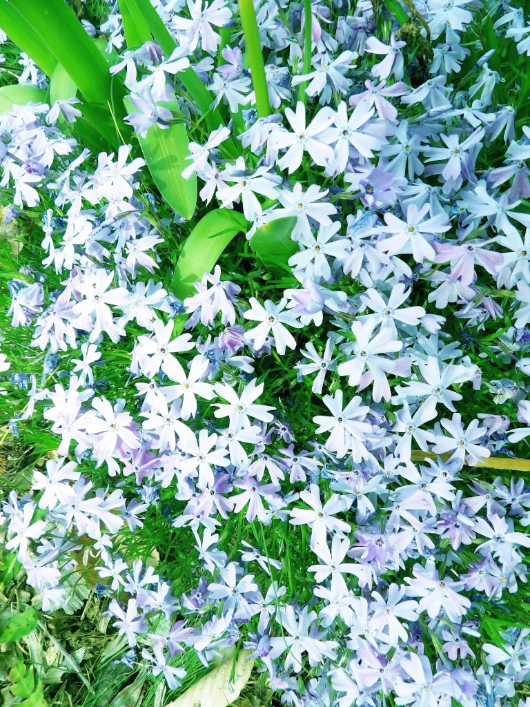 Creeping Phlox (Phlox subulata)