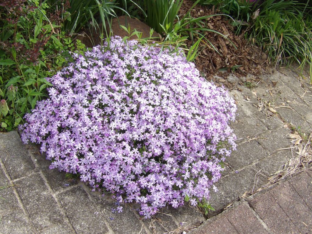 Creeping Phlox (Phlox subulata)