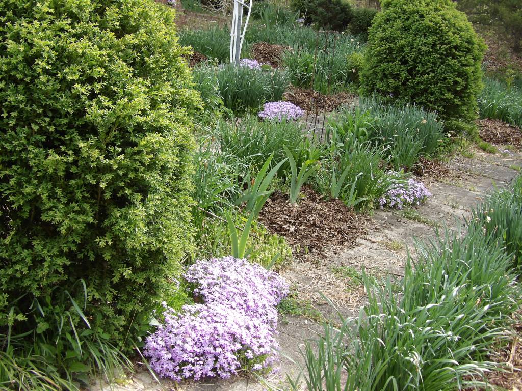 Creeping Phlox (Phlox subulata)