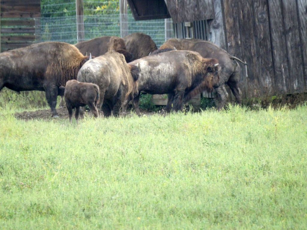 Bison At Ouabache State Park