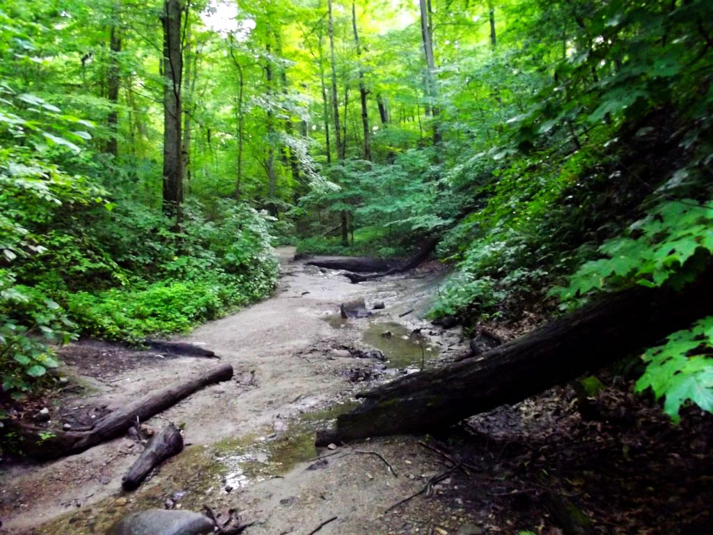 Turkey Run State Park Hiking