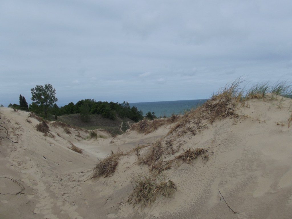 Beach Grass on Sand Dune