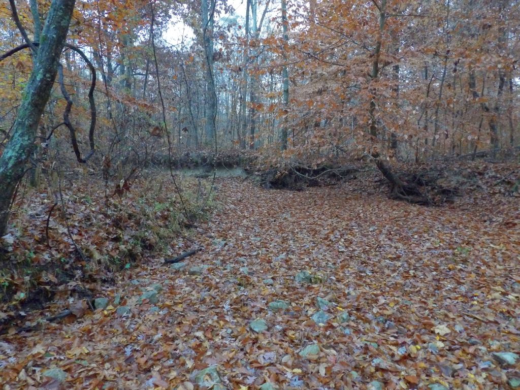 Flower Gap Trail at Deam Lake