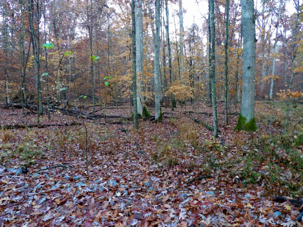 Flower Gap Trail at Deam Lake