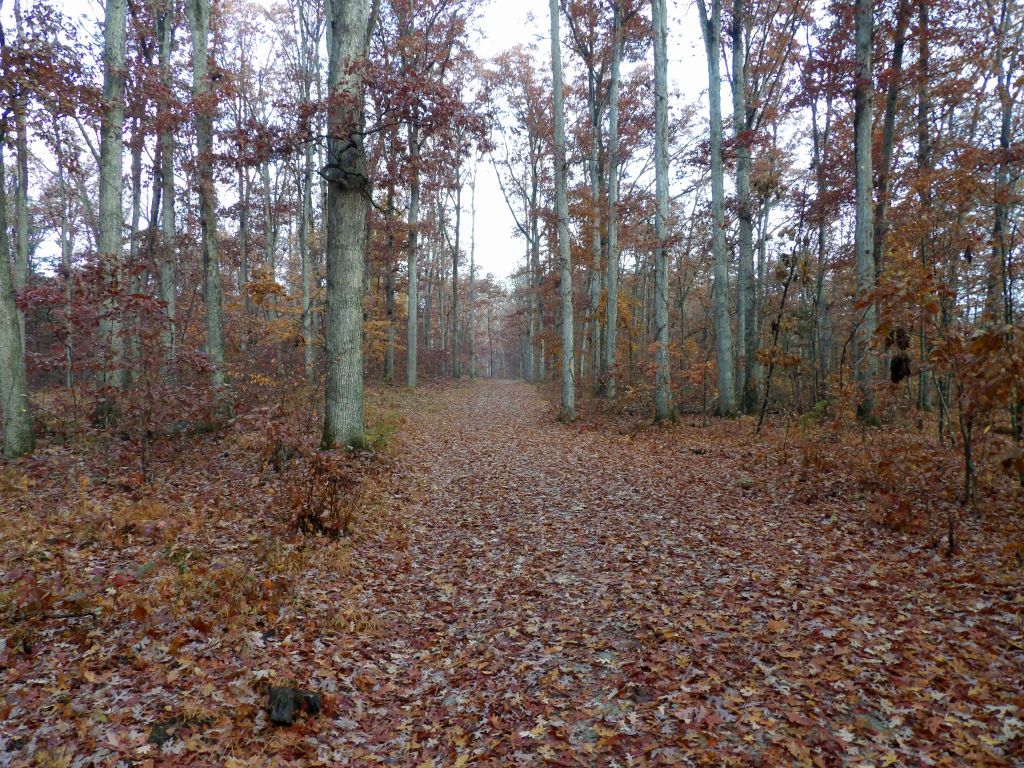 Flower Gap Trail at Deam Lake