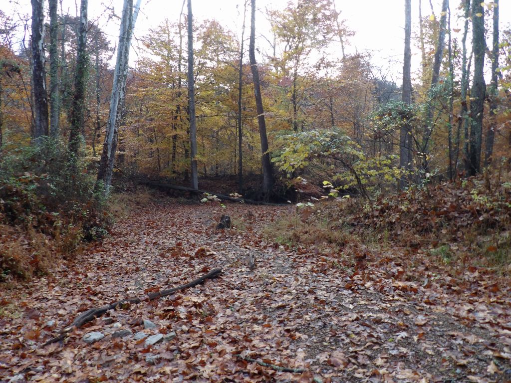 Flower Gap Trail at Deam Lake