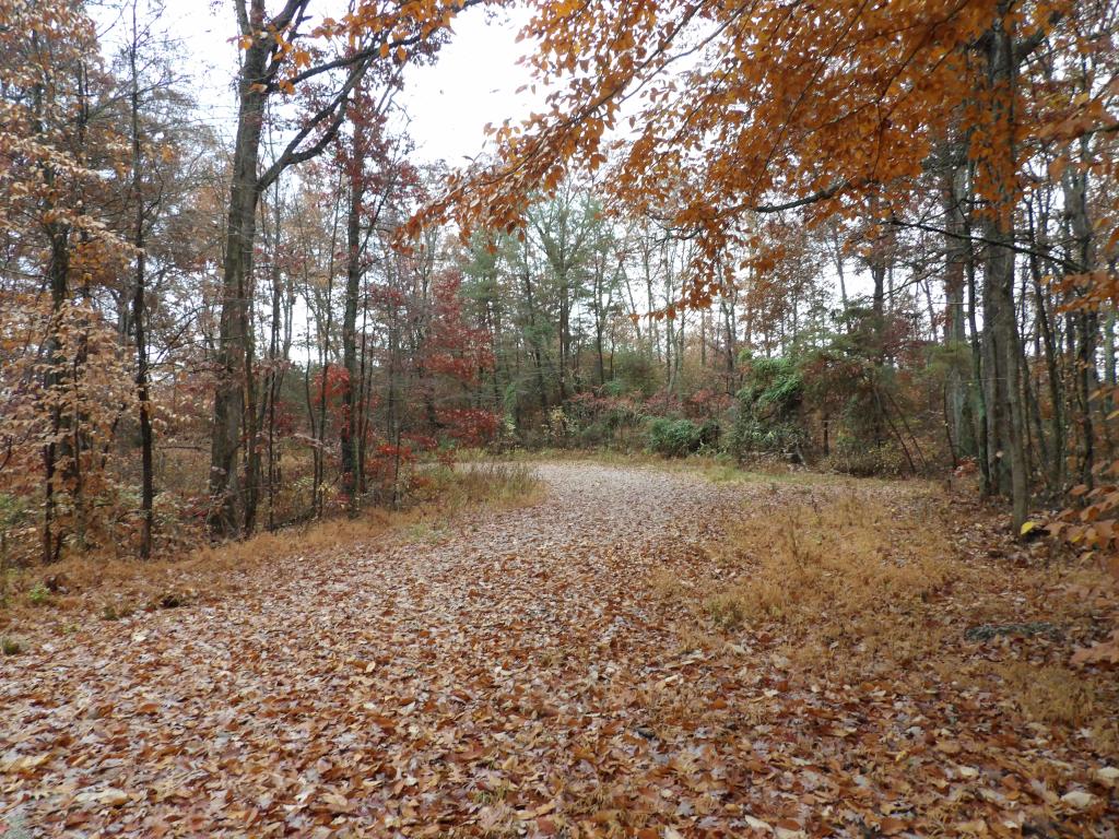 Flower Gap Trail at Deam Lake