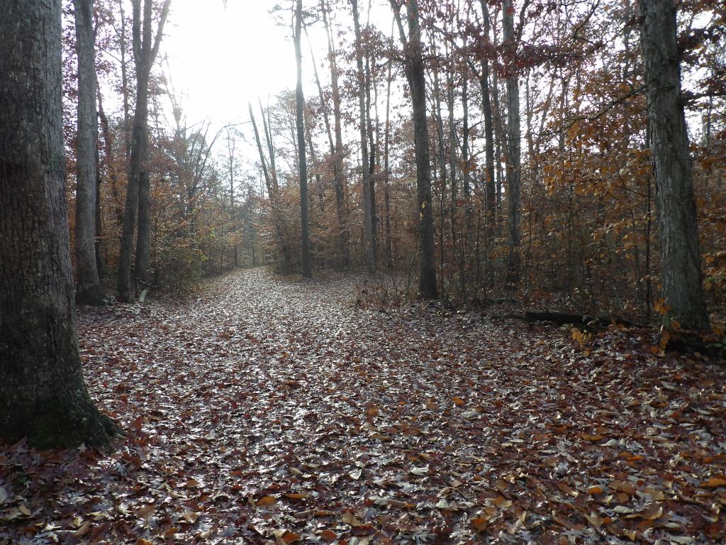 Tree Lane and the Three Hills Trails