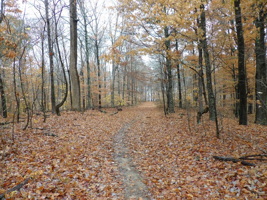 Tree Lane and the Three Hills Trails