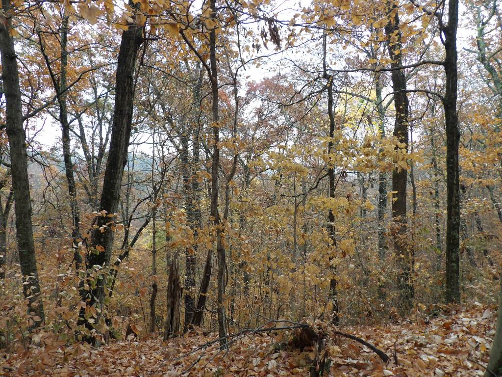 Tree Lane and the Three Hills Trails