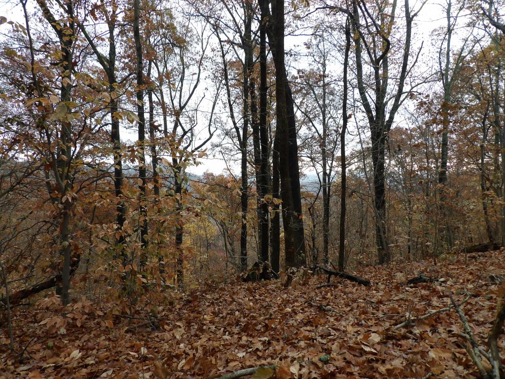 Tree Lane and the Three Hills Trails