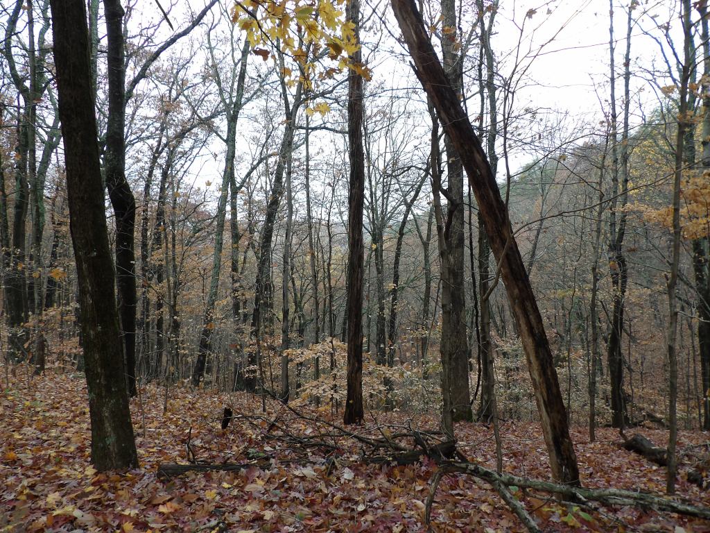 Tree Lane and the Three Hills Trails