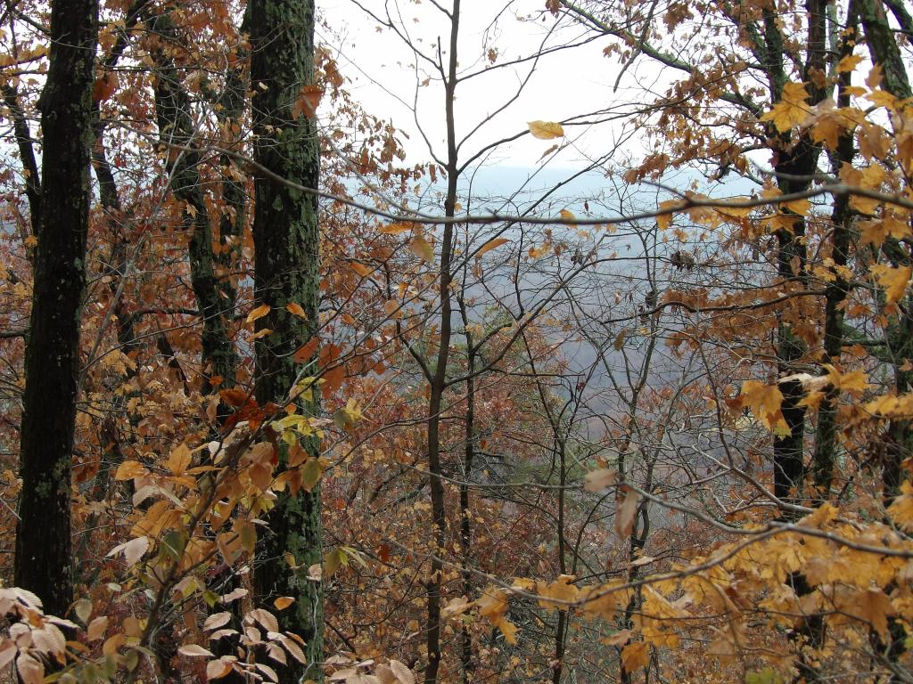 Tree Lane and the Three Hills Trails