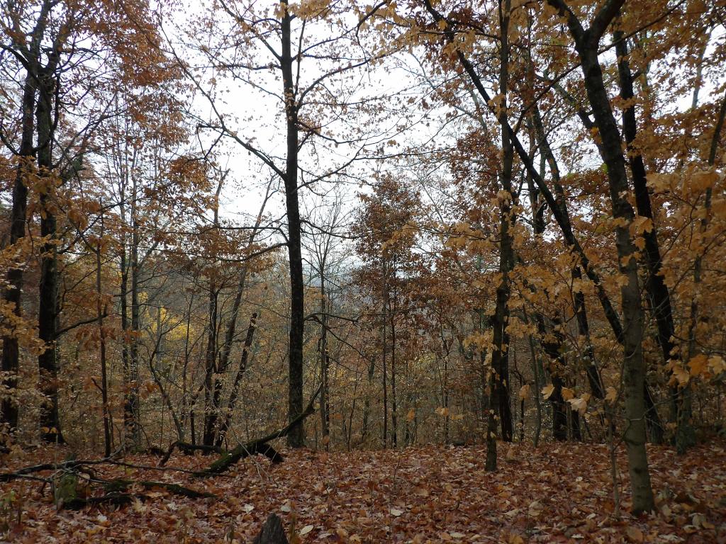 Tree Lane and the Three Hills Trails