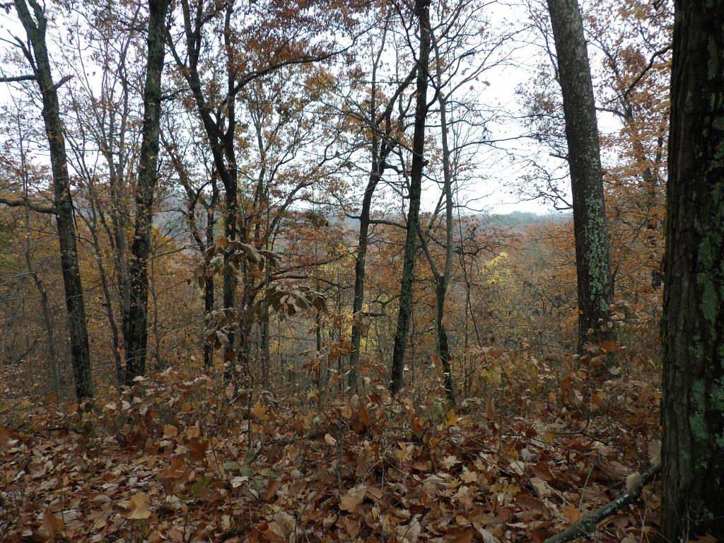 Tree Lane and the Three Hills Trails