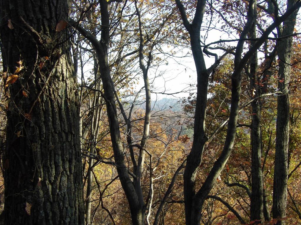 Lake Vista Trail. at Deam Lake