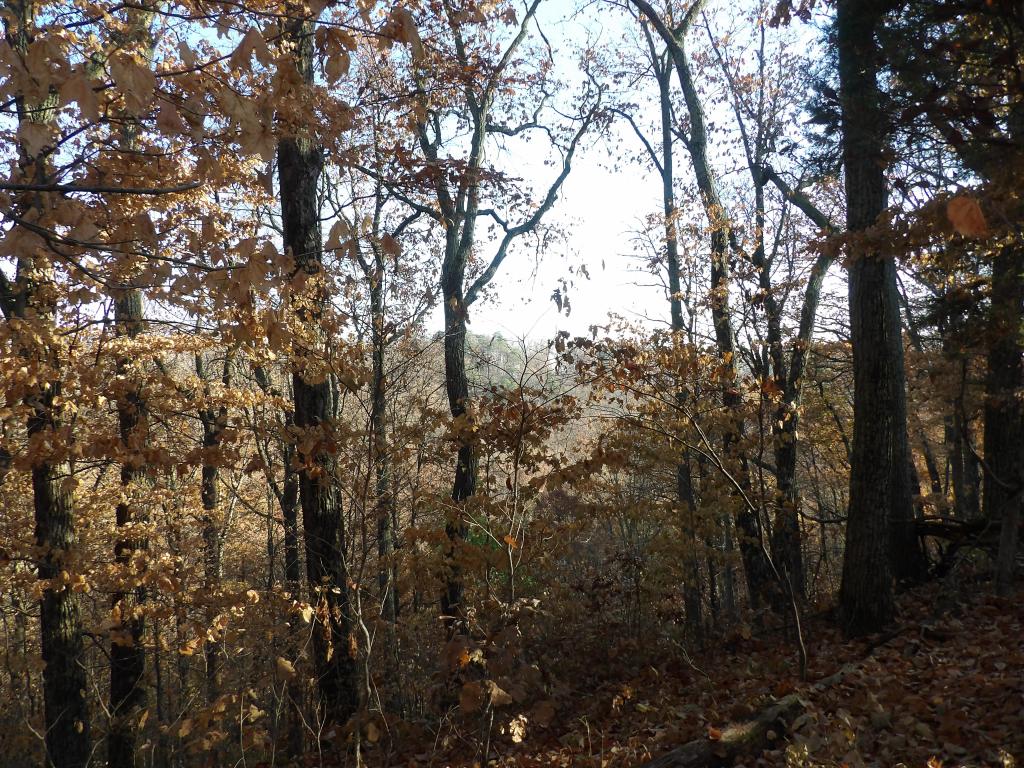 Lake Vista Trail. at Deam Lake