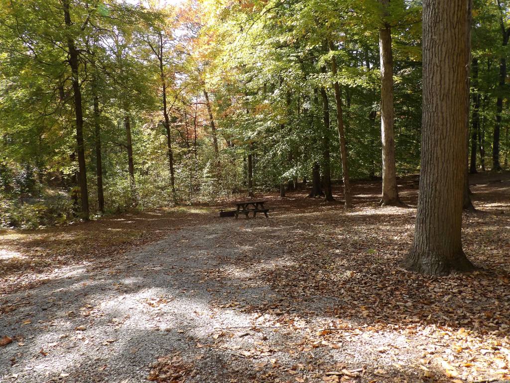 Jackson Washington State Forest