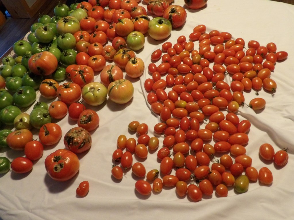 Last Tomatoes of the Season