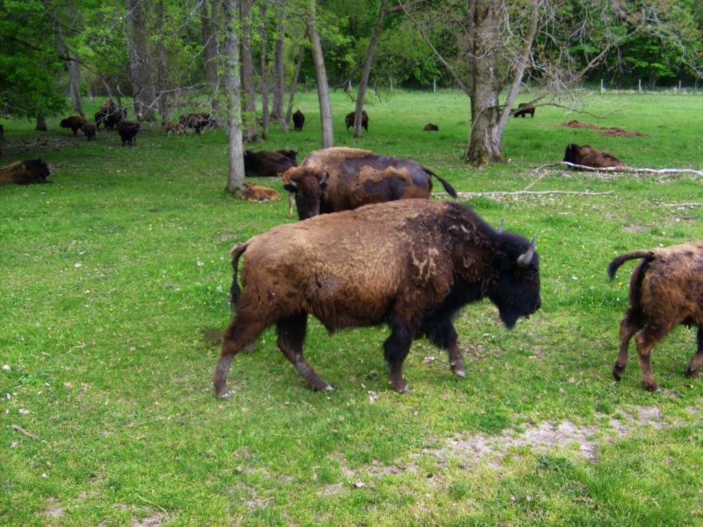 Wild Winds Buffalo Preserve