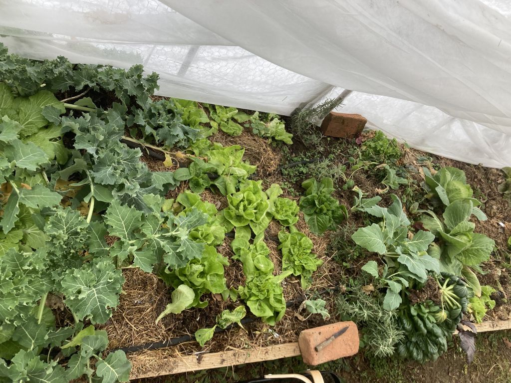 The Greenhouse in Early January