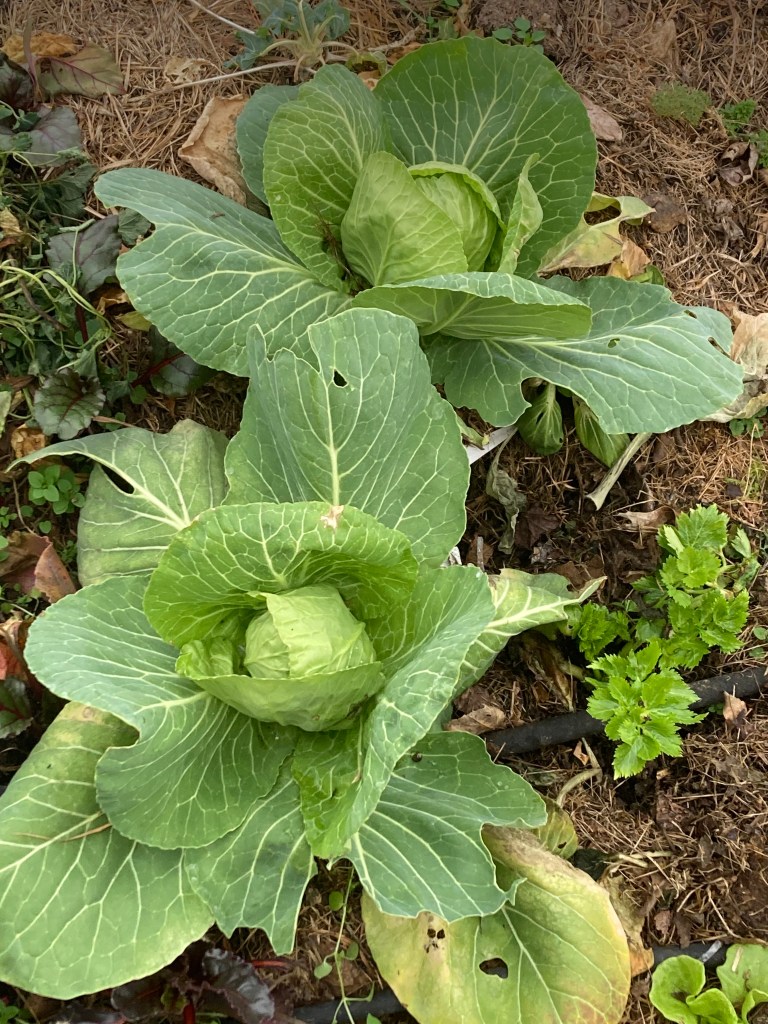 The Greenhouse in Early January