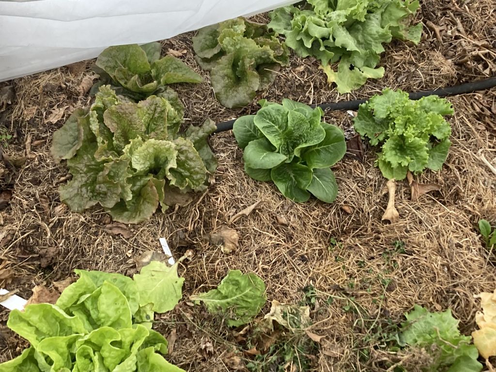 The Greenhouse in Early January