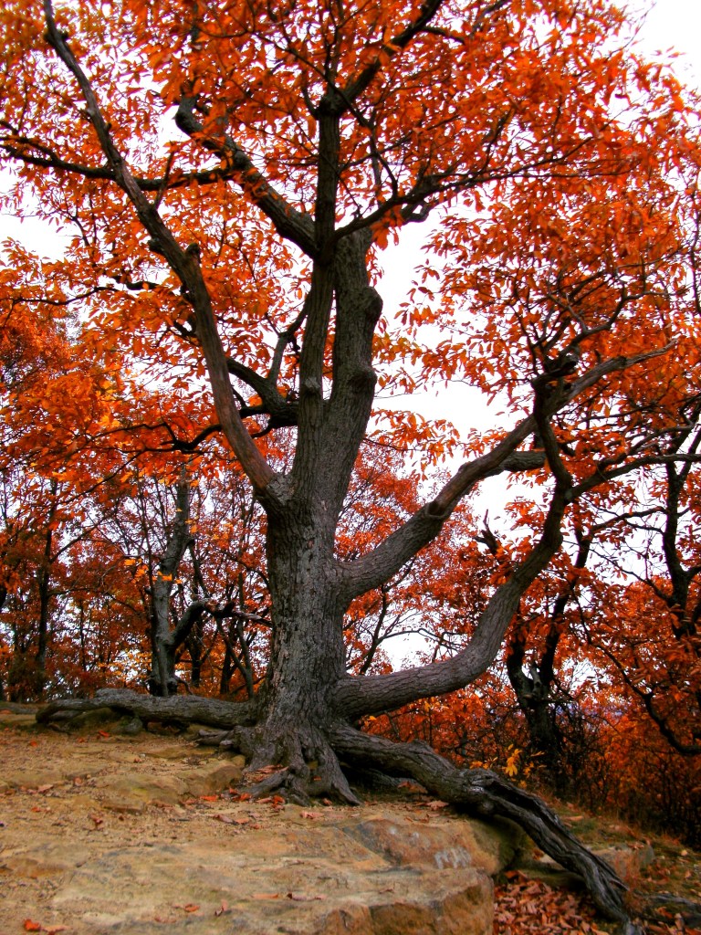 Jackson-Washington State Forest
