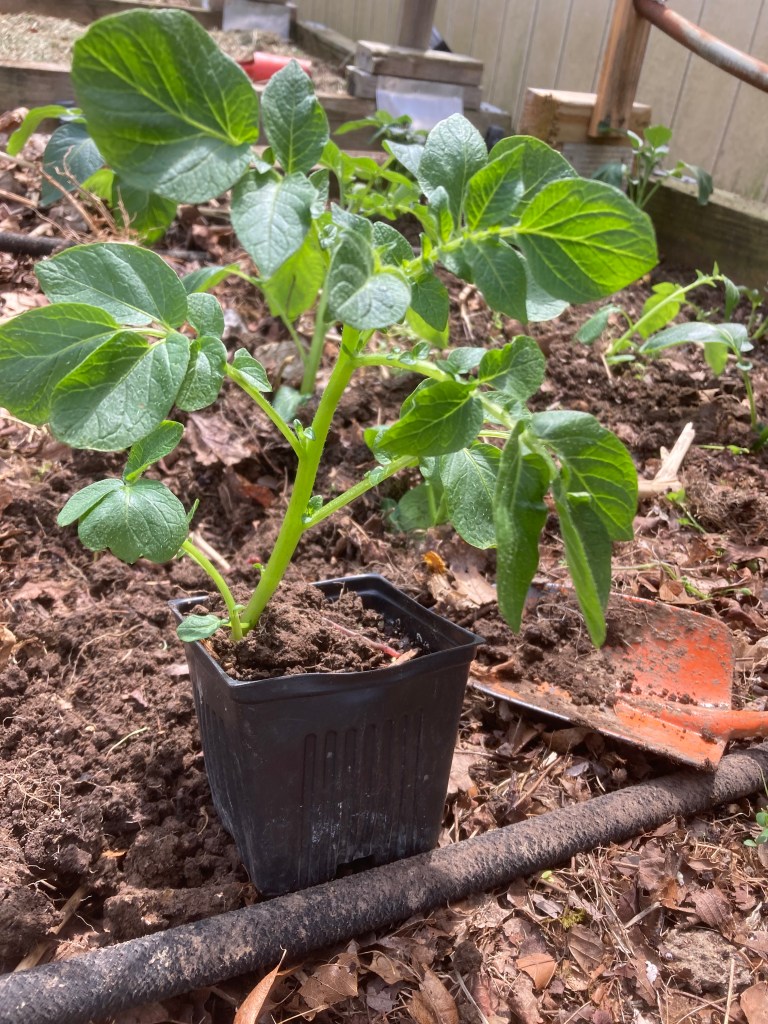 Potato Plant