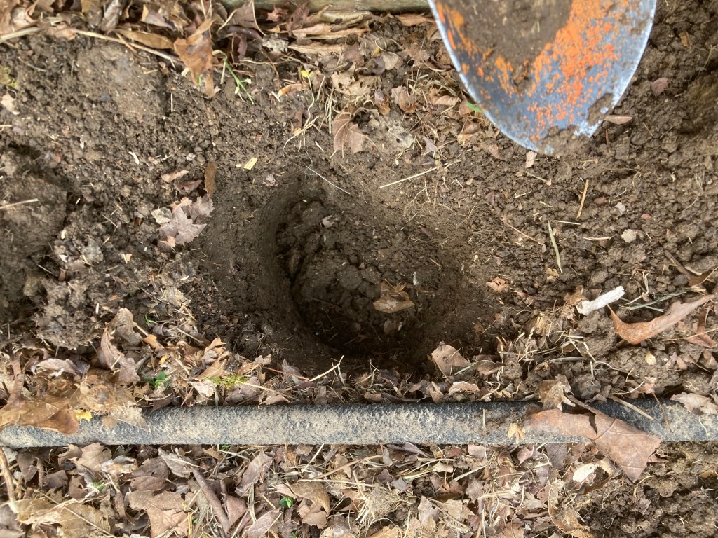Potatoes Planted in Raised Bed