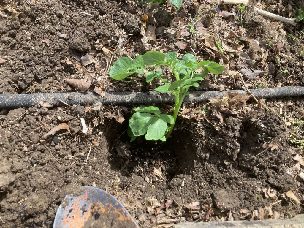 Potatoes Planted in Raised Bed