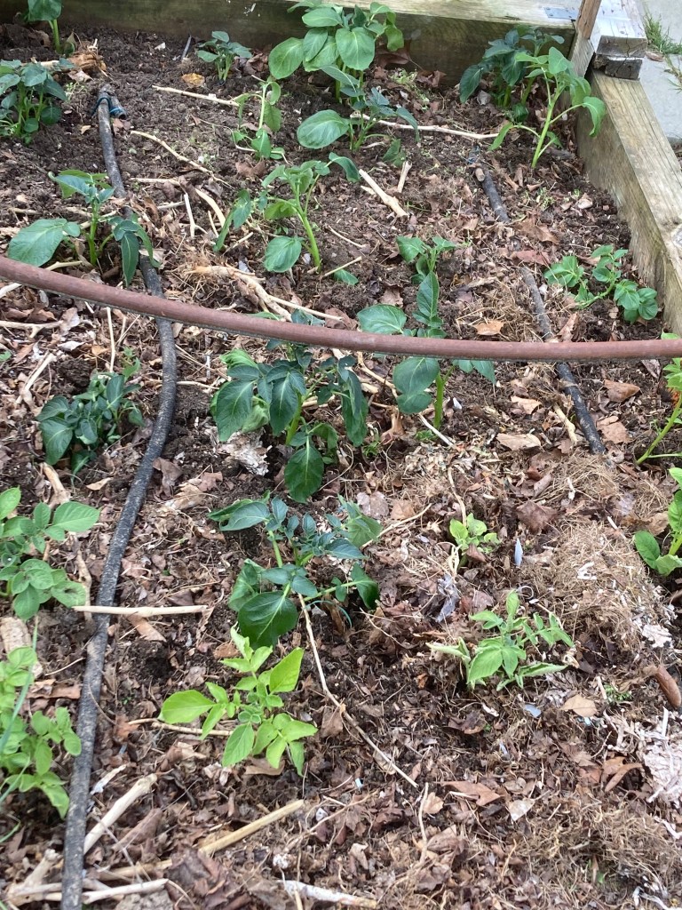 Potatoes Planted in Raised Bed