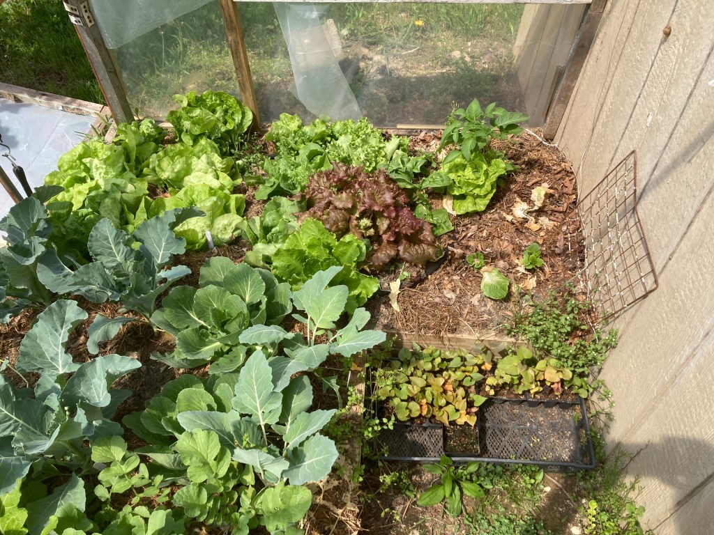 Cabbage, Radishes and Lettuce