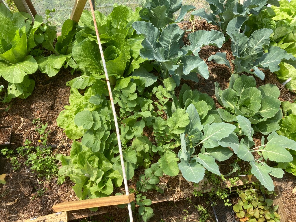 Cabbage, Radishes and Lettuce