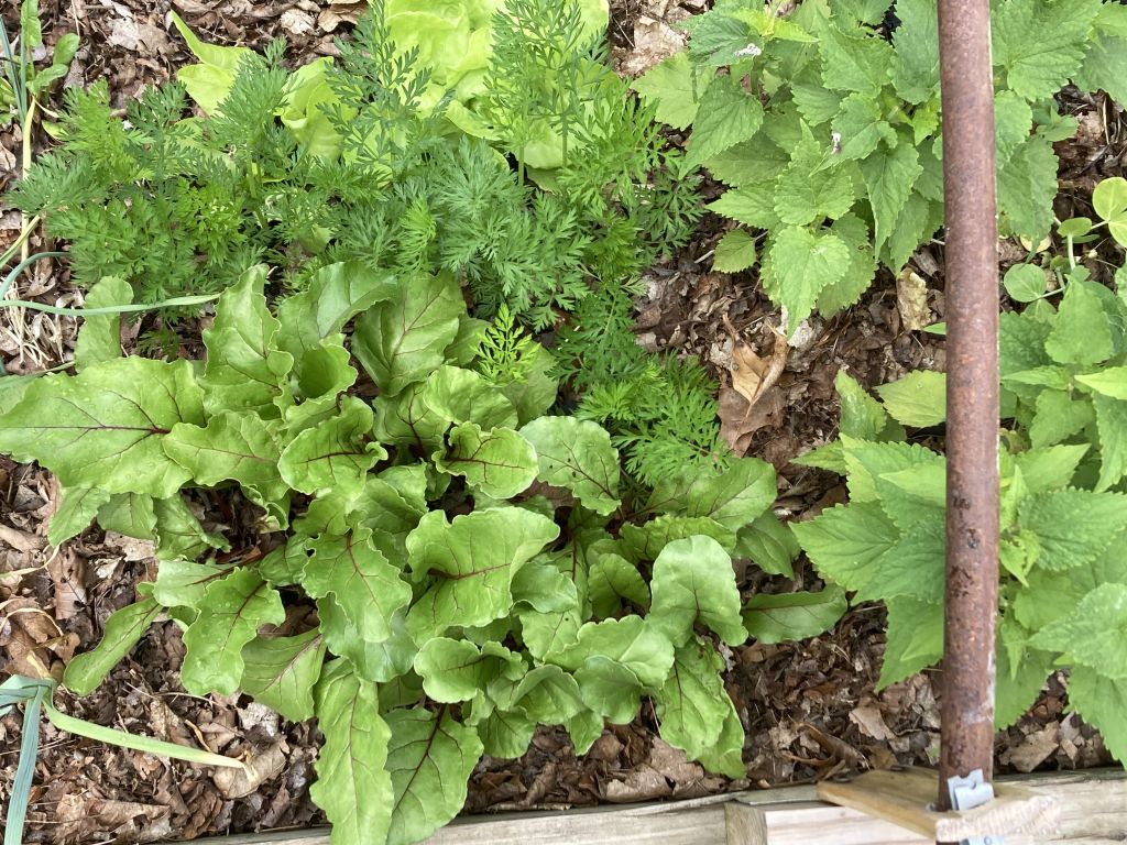 Square Foot Gardening