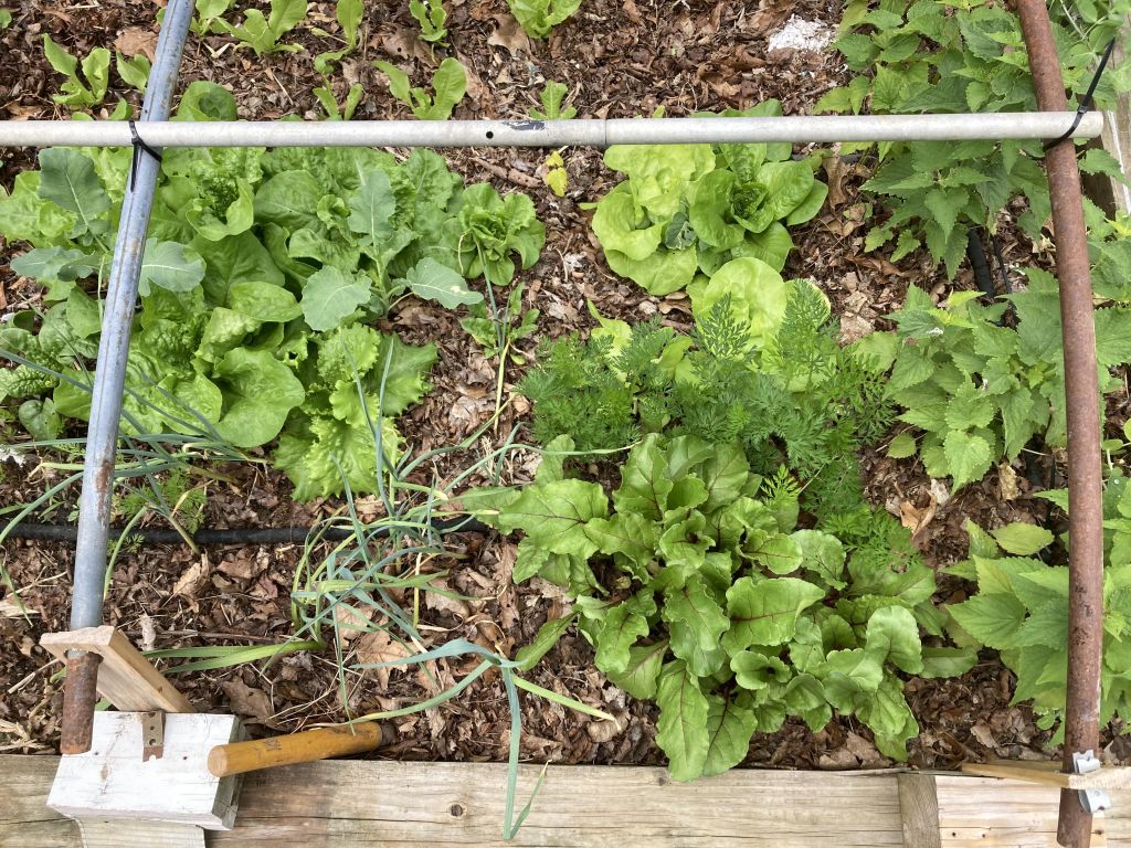 Square Foot Gardening