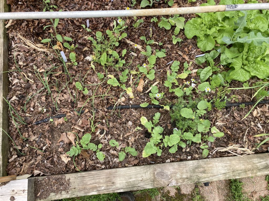 Square Foot Gardening