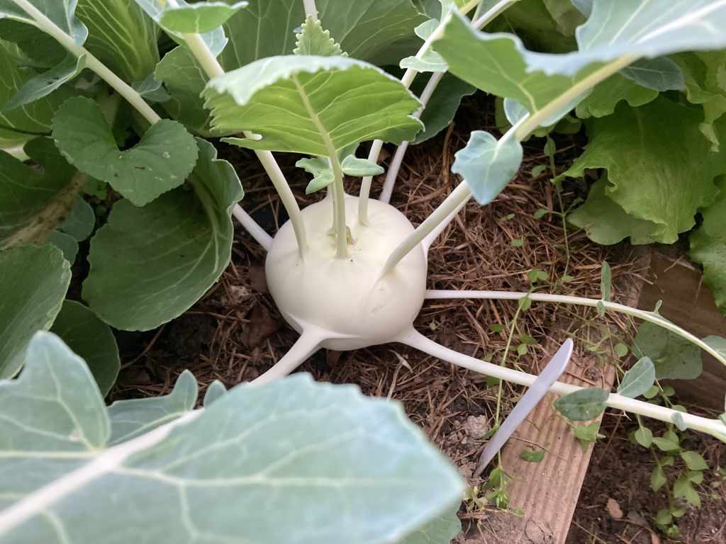 Kohlrabi