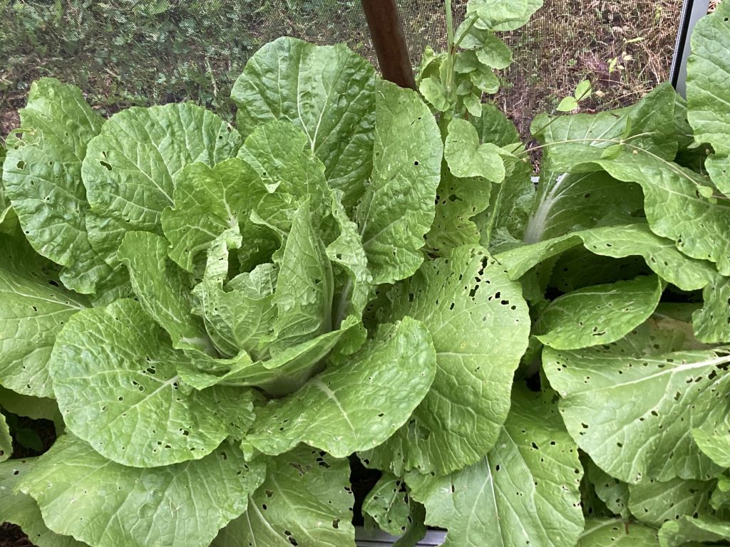 Chinese Cabbage
