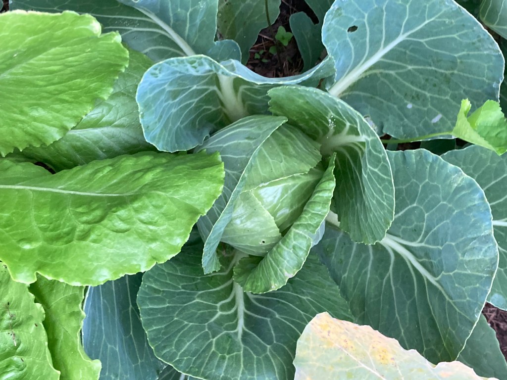 Cabbage
