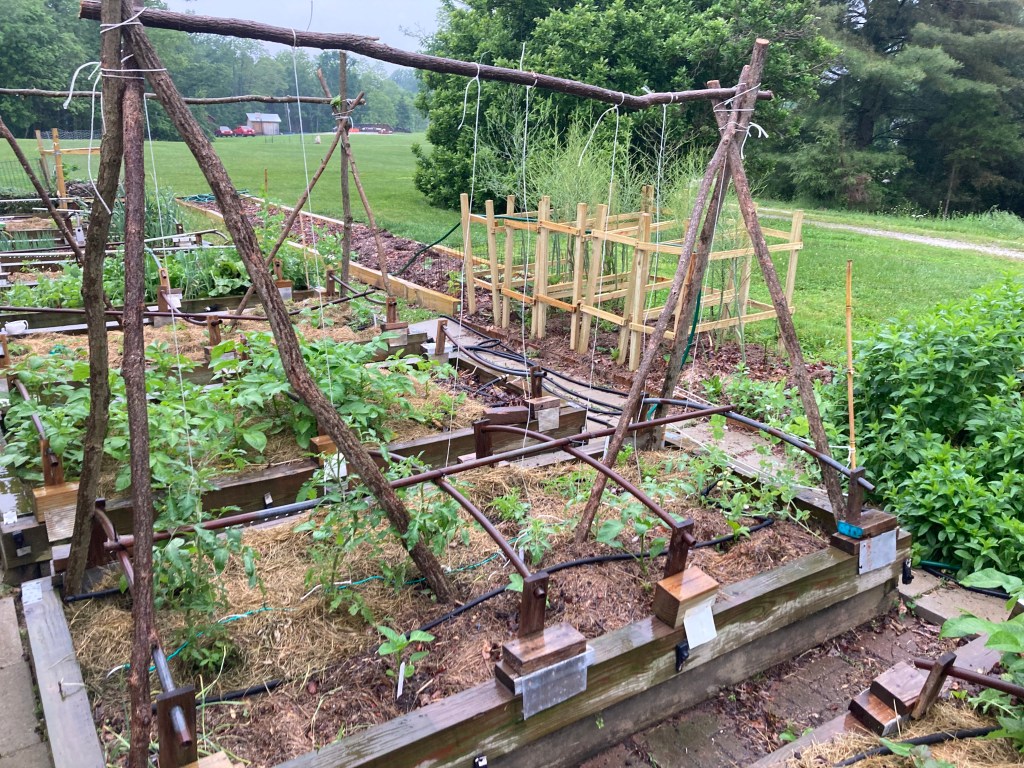 Tomato Trellis