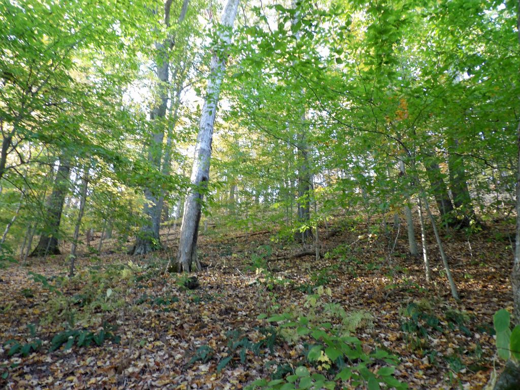 Trail 7 Around Ogle Lake